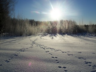 Заячьи тропы, февраль (Дмитрий Зонов)