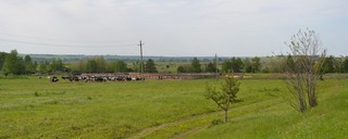 Коровы под Советском (Vladok373737)