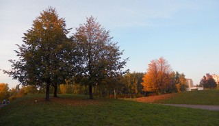 Осенние деревья (Andrey Ivashchenko)