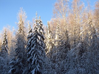 Утро в зимнем лесу (Дмитрий Зонов)