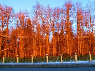 Деревья на зимнем солнце. (V.Yarochenko)
