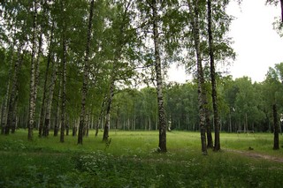 Forest (Alex Kolchin RUS)