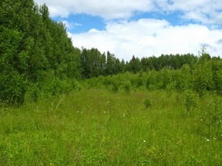 Зарастающее лесом поле (Дмитрий Зонов)