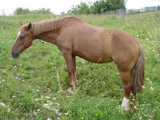 Horse (Evgeniy Khlebnikov)