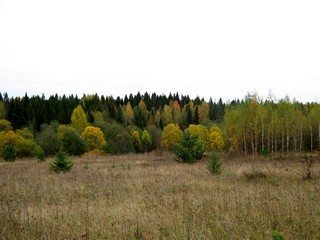 Сентябрьский лес у р.Юрьи (Дмитрий Зонов)