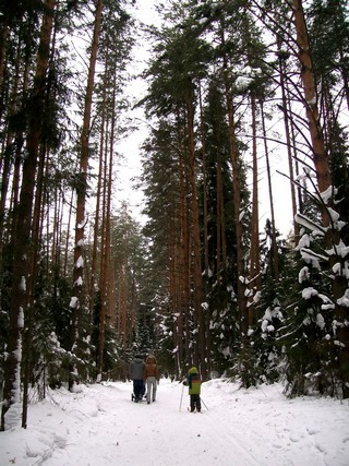 В лесу у Порошино (Дмитрий Зонов)