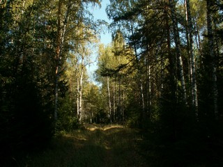 лесная дорога//road in the forest (viktor drobot)