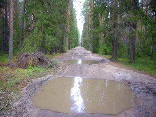Дорога через бор после дождя (98zlodey)