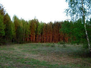 Майский вечер, пойменный лес (Дмитрий Зонов)