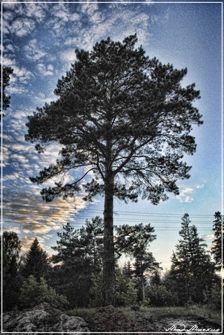 Great Pine (Mad_Markus)