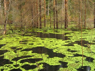Лесной пруд у Горохово (Дмитрий Зонов)