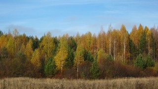Смешанный лес у с.Замедянцы (Дмитрий Зонов)