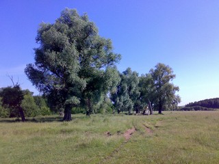 деревья вечности (izulanov)