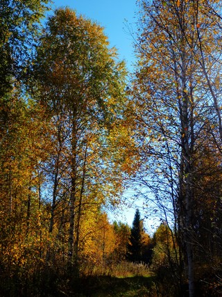 Autumn forest (StoneVGU)
