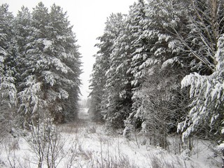 Ноябрьский лес (Дмитрий Зонов)