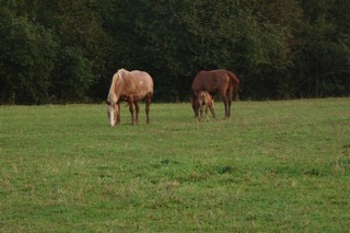 Лошади общаются и едят траву (ykasczc)