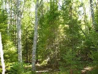 Forest near Chashinsky (vovio)