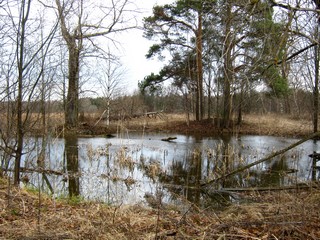 Заброшенный пруд в Степанках (Дмитрий Зонов)