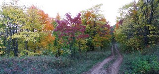 Спуск к Каме через красочный осенний лес (панорама). (Eugene Sky)