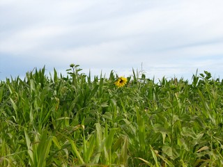 Кукурузное поле (Дмитрий Зонов)