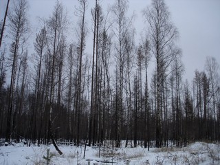 Горелый лес (Alex Danilov)