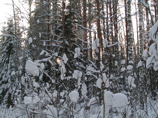 зимний лес (doctor A)