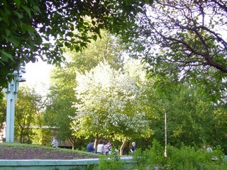 Сквер на Профсоюзной. Яблони цветут (ezhevika_43)