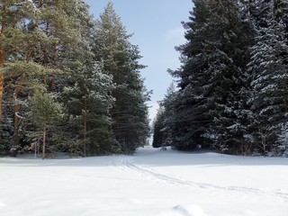 Лыжня к Никульчино (Дмитрий Зонов)