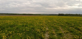 Dandelion, near Utmanovo-village (detroit)