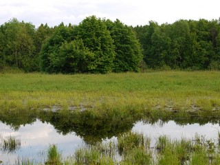 Лес,вода (Никита Боков)