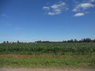 Кукурузные поля (Andrey Ivashchenko)