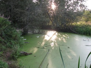 Зеленый пруд (Nikolaev Artyom)