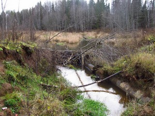 Бобриный пруд, вид с разрушенного моста (Дмитрий Зонов)