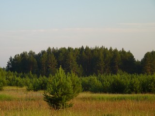 Вид на лес с горы (Михаил Калашников (Михрюша))