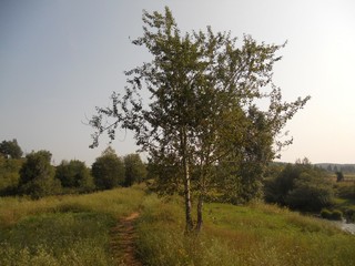 Дерево (Andrey Ivashchenko)