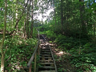 Лестница из лесного оврага (Максим Цуканов)