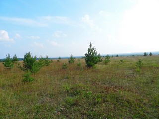 Зарастающие поля с. Великорецкое  (bokax)
