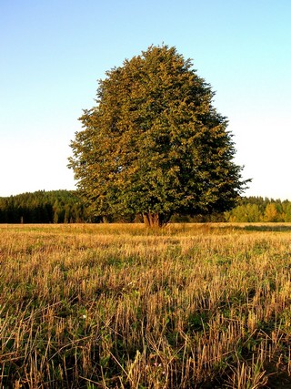 ծառ (Oleg Seliverstov)