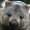 Аватар пользователя wombat
