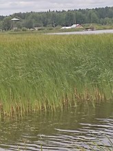 Поселок Рыбопитомник.Вид с автотрассы.Август 2024. Фото Е.Жолобовой. photo