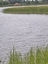 Поселок Рыбопитомник.Вид с автотрассы.Август 2024. Фото Е.Жолобовой. photo