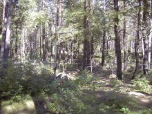 Лесное кладбище у дороги Надажице – Сыпнево