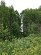 дамба у деревни Малые Кисели, июнь 2024 former_settlement