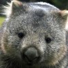 Аватар пользователя wombat